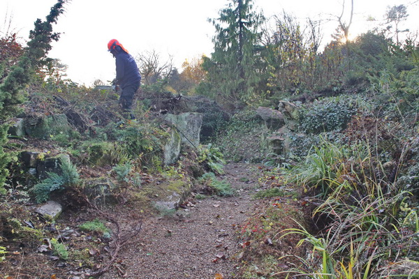 Clearance work for the rock garden restoration has begun! 