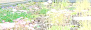 Green Roof timelapse video