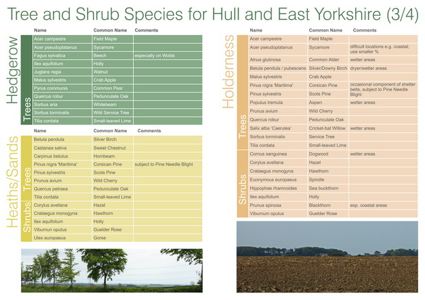 HEYwoods Tree and Shrub species - page 3