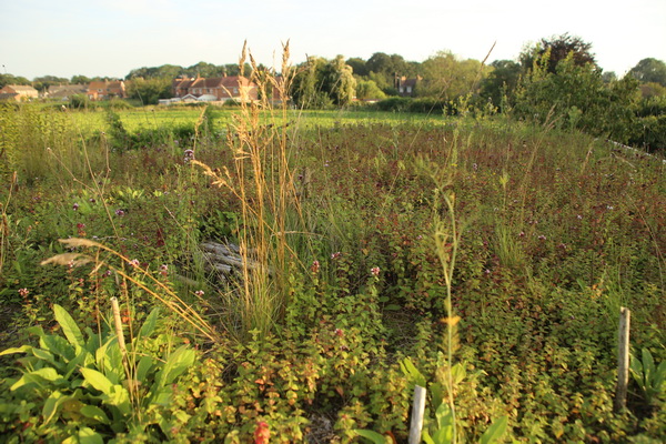 Green roof 2019-08