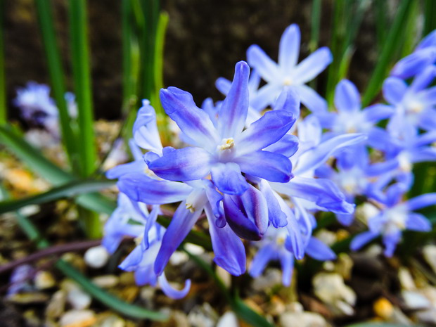 Photo of spring flowers