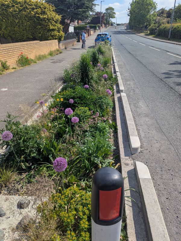 Roadside rain garden