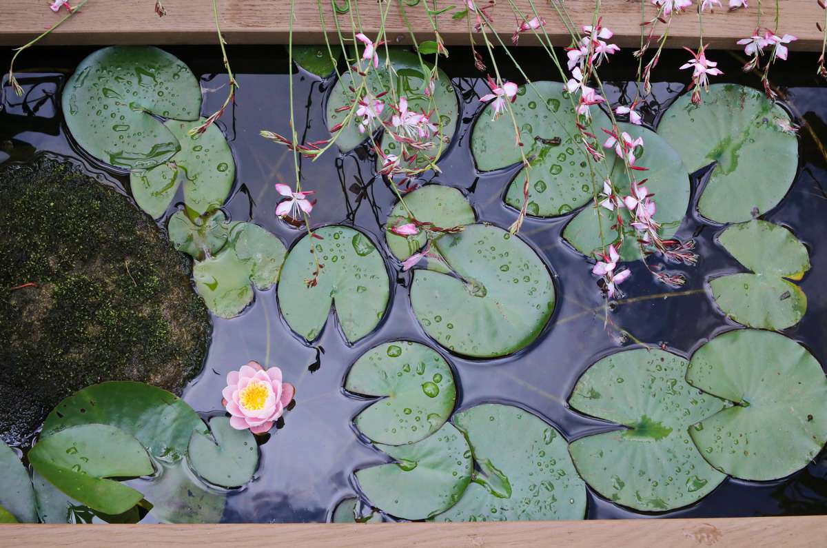 Water lilies and Gaura