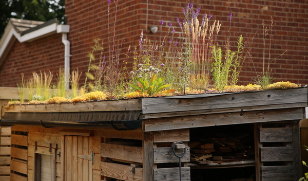 Green shed roof