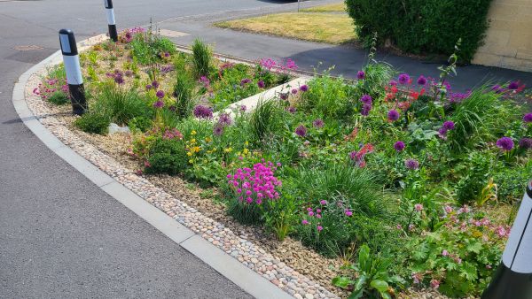 Rain garden on a junction of a residential street