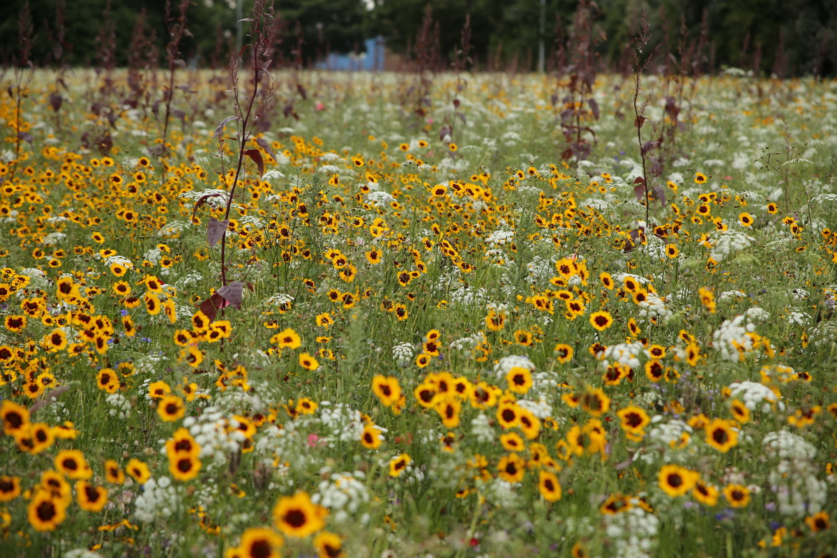 inspiration from Pictorial Meadows planting 