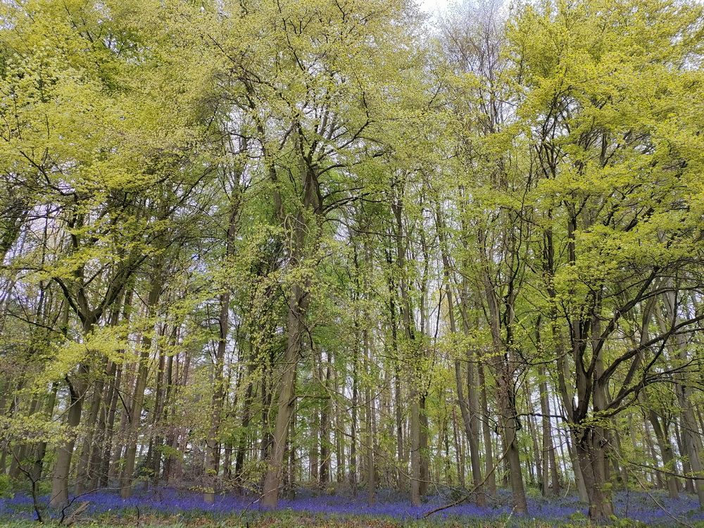 Woodland with bluebells