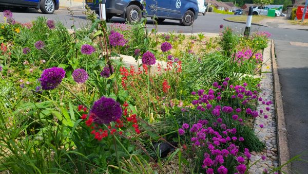 planting detail in a rain garden on a junction of a residential street